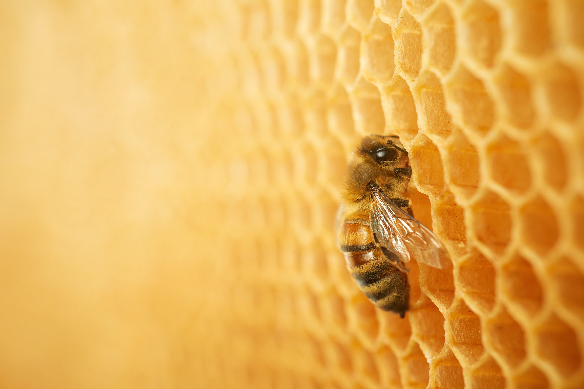 Macro Photo of a Bee on a Honeycomb